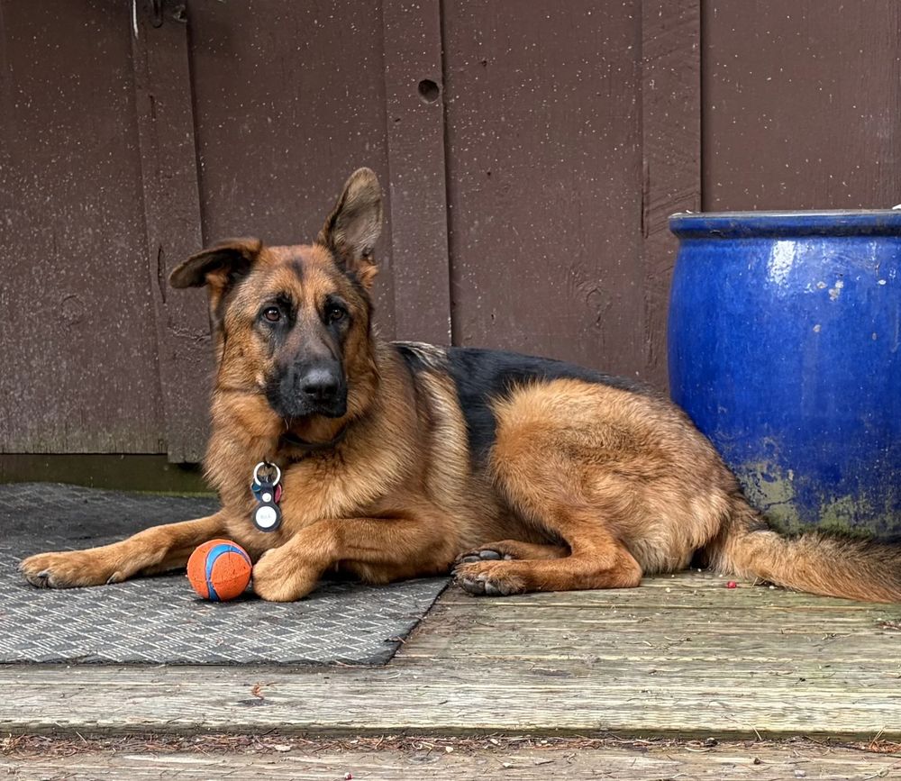 A German Shepherd resting on the deck with an orange ball